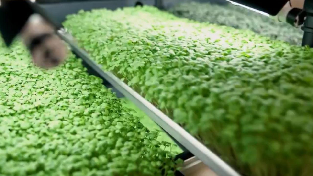 A fazenda vertical de microverdes une agricultura urbana e produção sob demanda; a Fazendas Bioma atende 95 pontos de venda em Florianópolis.
