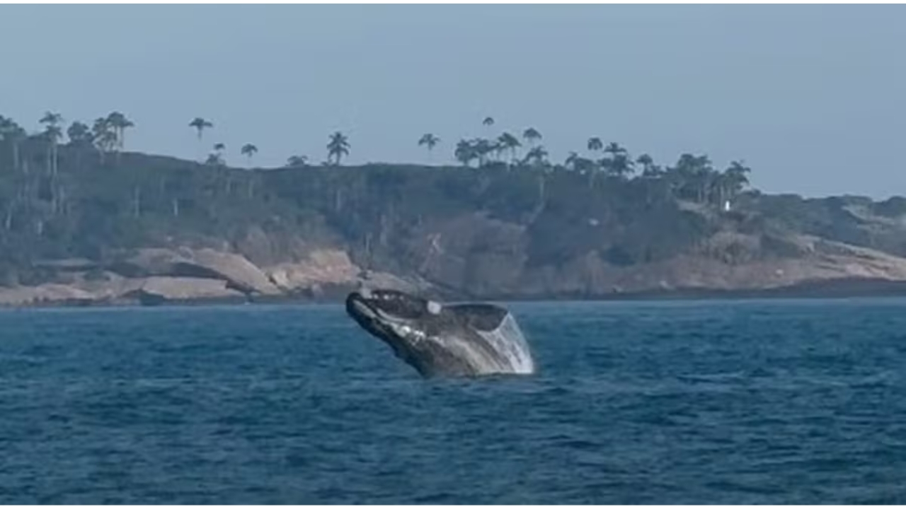 Baleia é registrada durante salto em alto-mar, em cena que mostra a força e a proximidade dos grandes cetáceos no litoral brasileiro. Foto: Reprodução