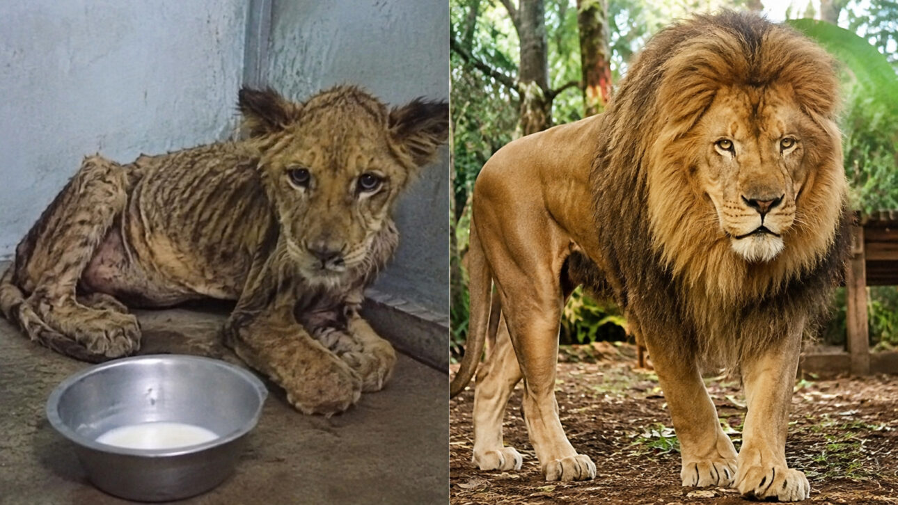 Bartô foi usado em fotos com crianças, recebeu apenas um copo de leite por dia, desenvolveu raquitismo e se recuperou após chegar a um santuário.