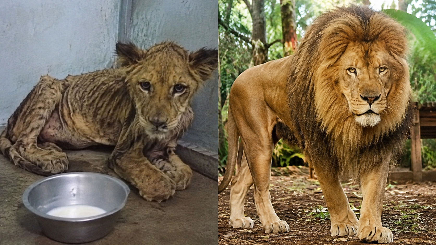 Bartô foi usado em fotos com crianças, recebeu apenas um copo de leite por dia, desenvolveu raquitismo e se recuperou após chegar a um santuário.