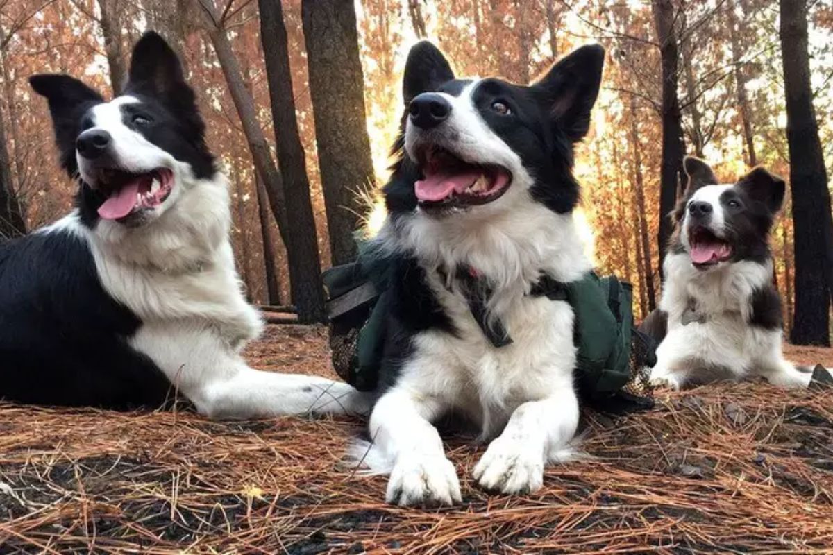 Das, Summer e Olivia, border collies treinadas por Francisca Torres, percorrem de 30 a 40 km por saída espalhando sementes nativas em El Maule, no Chile, e já reflorestaram 15 bosques queimados.