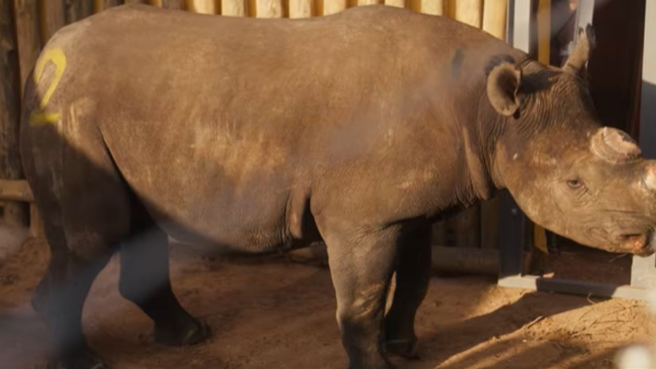 Rinocerontes-negros desaparecem de parque onde viviam há milênios após décadas de caça furtiva, deixam Matusadona sem nenhum exemplar em 2016 e protagonizam reviravolta
