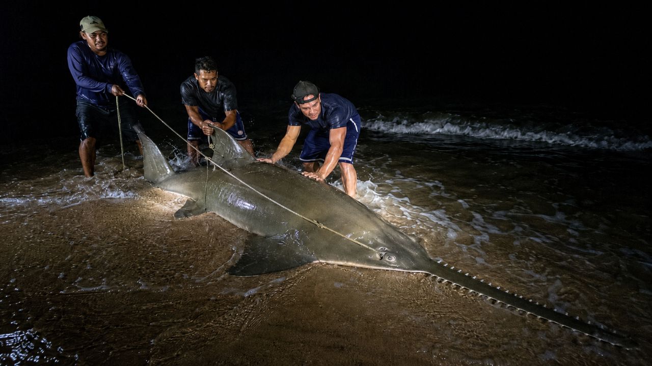 Pescadores da Flórida fisgaram um raro peixe-serra de 3,35 metros e 227 kg, registraram a captura em vídeo e depois soltaram o animal.